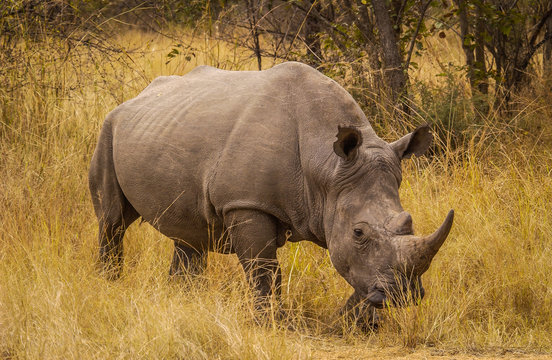 White rhino