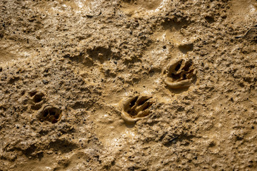 Dog footprints in the mud after a rainy day