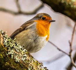 Robin