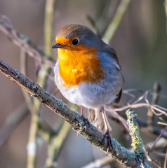 Robin