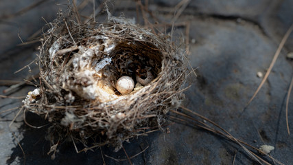 Abandoned Fallen Nest