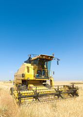 Fototapeta na wymiar cosechadora trabajando en el campo en dia soleado con cielo azul.