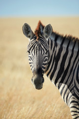 Fototapeta na wymiar Beautiful portrait of a zebra
