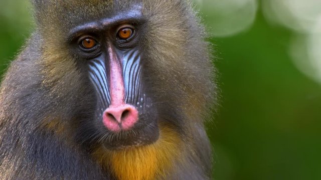 Mandrill portrait