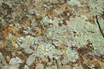 Lichen growing on a rock