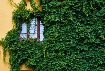 Fototapeta na wymiar window decorated with plants