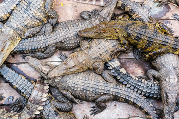 Naklejka premium Crocodiles at a farm at the floating village at Tonle Sap Lake in Unesco, Siem Reap, Cambodia