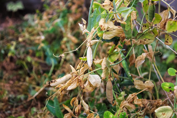 Side view of peas in a garden along a string trellis