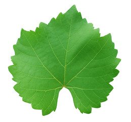grape-leaf with clipping path isolated on white background.