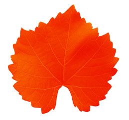 red grape-leaf with clipping path isolated on white background.