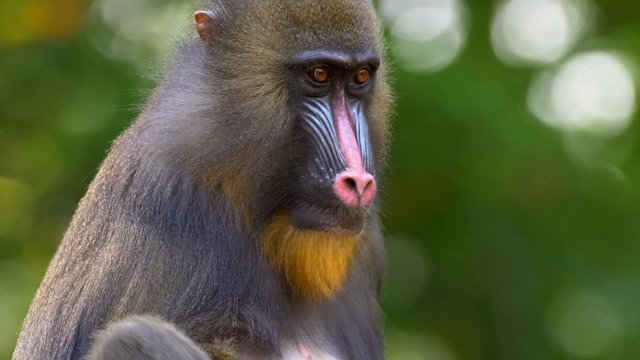 Mandrill yawning
