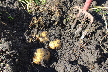 Closeup of three potatoes being dug up