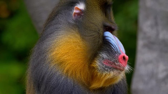 Mandrill (Mandrillus sphinx) scratching