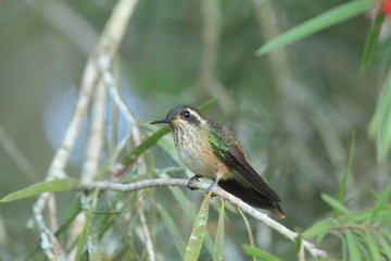 Amazing speckled hummingbird (Adelomyia melanogenys) feeding on callistemon red flower tree