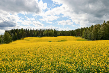 Beautiful rapeseed field in northern Europe.