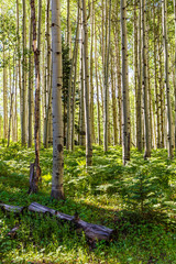 Fototapeta premium Aspen vertical image of the forest floor