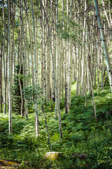 Aspen Forest in Spring with green undergrowth, Colorado Mountain Forest