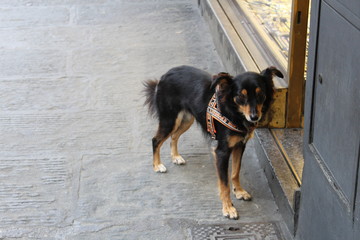 small black dog waiting at the door