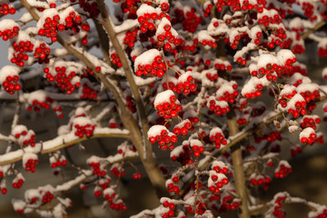 Crataegus, commonly called hawthorn, quickthorn, thornapple, May-tree,  whitethorn, or hawberry. The berries are matured and become food for birds in winter. Winter landscape with snow. Frozen forest.