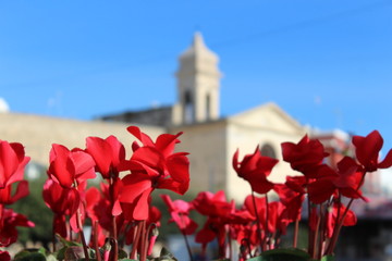 red flowers with old church and blue sky historic