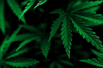  marijuana  background. bush cannabis.
