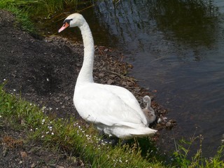 SWAN  BYTOM SILESIA POLAND