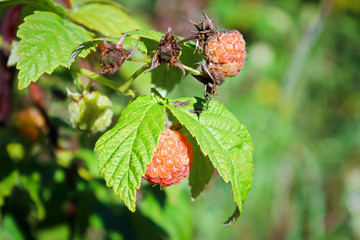 Closeup of a golden ripe orange raspberry