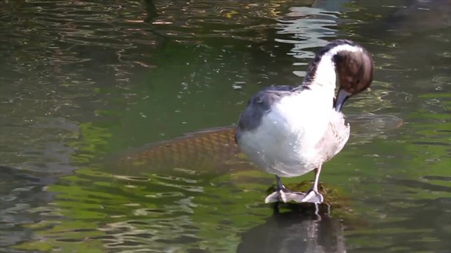 Pintail duck in the lake Bathing