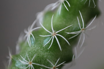 macro close up of cactus thorns grey background