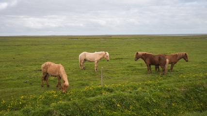 Fototapeta premium Image of beautiful horses from Iceland.