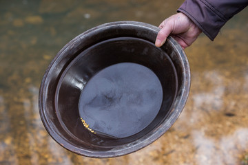 Prospector finding gold while panning in a stream in Victoria Australia