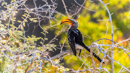 Nashornvogel Etosha Nationalpark