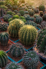 Obraz premium Close-up, large round cactus.