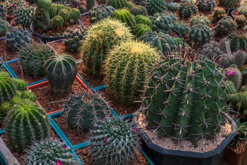 Close-up, large round cactus.