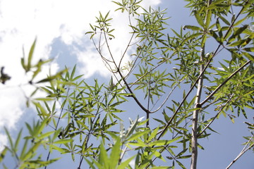 Leaves and Blue Sky