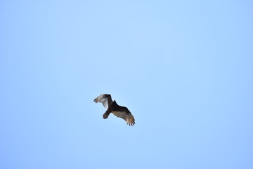Eagle flying  in the blue sky