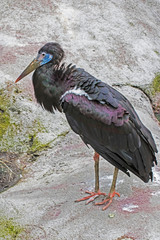 Rare Breeding Abdim's Stork (Ciconis abdimii) 
