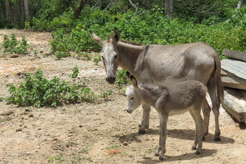 Burros