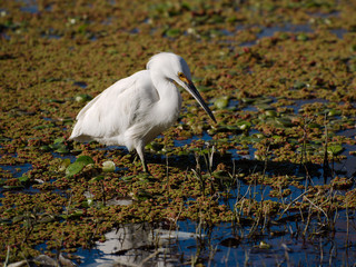 A bird in San Roque Lake, Villa Carlos Paz, Cordoba, Argentina.