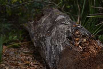 Dead trunk close up