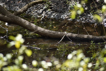 Dead branch in a creek 