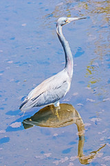 Breeding Adult Tricolored Heron (Egretta tricolor) with reflection in shallow water