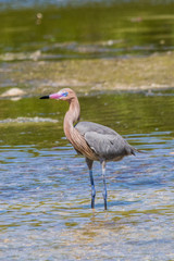 Naklejka premium Dark-morph Adult Reddish Egret (Egretta rufescens) standing in shallow water