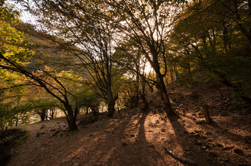 Autumn forest in sunset light. Beautiful nature background. Beautiful forest landscape, bright sunlight makes its way through the trunks of pines, amazing sunset