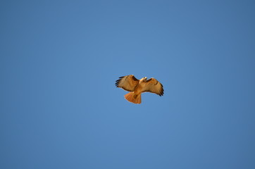 Fototapeta na wymiar Red tailed hawk