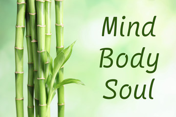 Fototapeta premium Green bamboo stems on blurred background with space for text