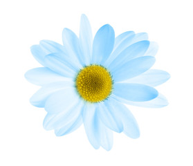 Beautiful and delicate chamomile flower on white background