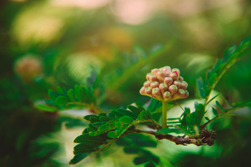 Darwin Botanic Gardens 5