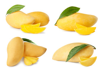 Set of delicious ripe mangoes on white background