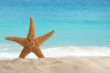 Fototapeta na wymiar Beautiful view of ocean sand beach and starfish on sunny day